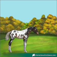 Horse Color:Gray White Spotted Silver Brown Tobiano Blanket 