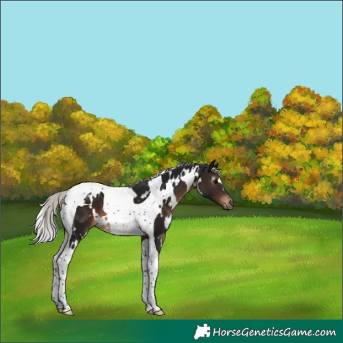 Horse Color:Gray White Spotted Silver Brown Tobiano Varnish 