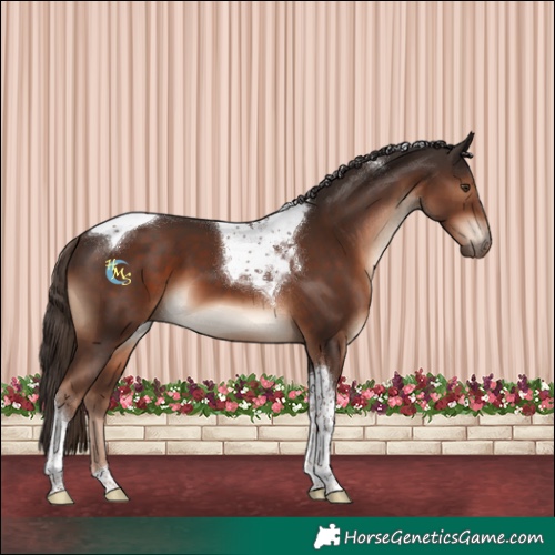 Horse Color:Liver Chestnut Tobiano