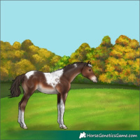 Horse Color:Liver Chestnut Tobiano