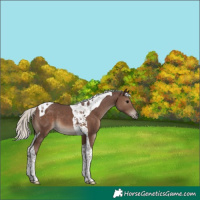 Horse Color:Silver Black Tobiano