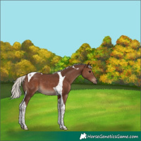 Horse Color:Silver Black Tobiano