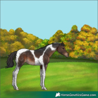 Horse Color:Brown Tobiano