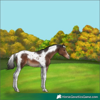 Horse Color:Liver Chestnut Tobiano