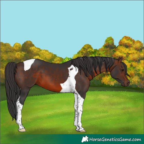 Horse Color:Brown Tobiano