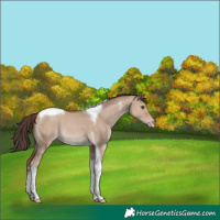Horse Color:Classic Champagne Dun Tobiano