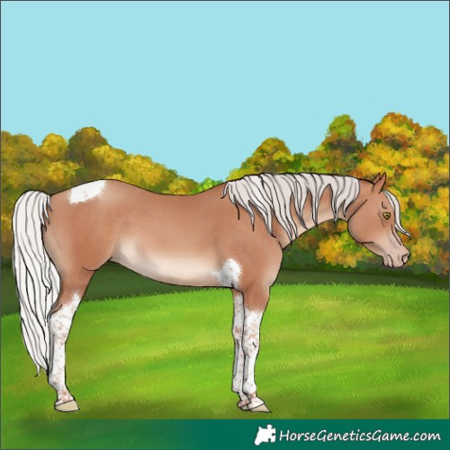 Horse Color:Silver Sable Champagne Tobiano 