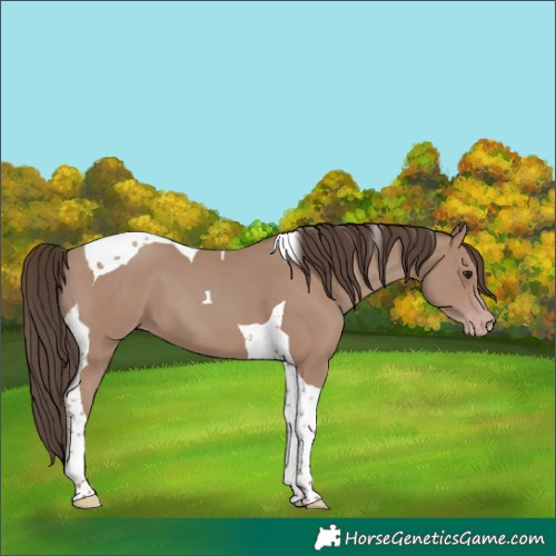 Horse Color:Classic Champagne Tobiano 
