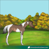 Horse Color:Brown Dun Tobiano