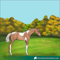 Horse Color:Silver Amber Champagne Tobiano 