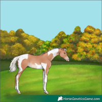 Horse Color:Silver Sable Champagne Tobiano