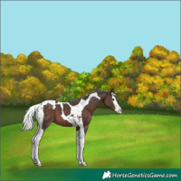 Horse Color:Silver Black Splash Tobiano 
