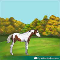 Horse Color:Silver Brown Splash Tobiano