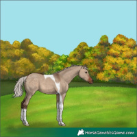 Horse Color:Silver Brown Dun Tobiano