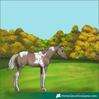 Horse Color:Silver Grullo Tobiano