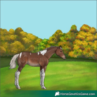 Horse Color:Silver Black Tobiano