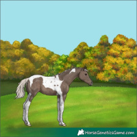 Horse Color:Silver Black Tobiano