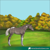 Horse Color:Silver Black Tobiano