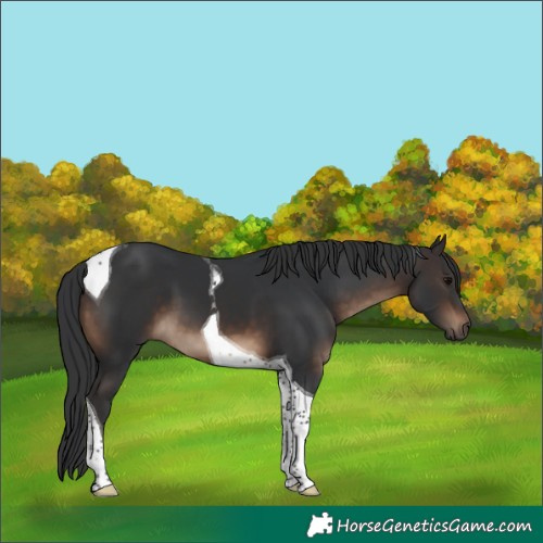 Horse Color:Brown Tobiano