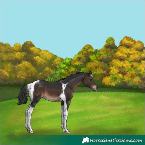 Horse Color:Brown Tobiano 