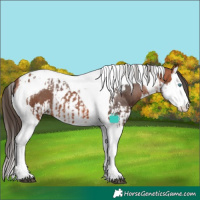 Horse Color:Bay Splash Tobiano Varnish and Bay Splash Tobiano Varnish