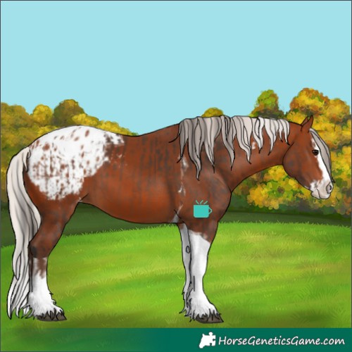 Horse Color:Bay Splash Tobiano Appaloosa  and Silver Bay Splash Tobiano Appaloosa 