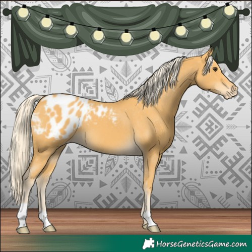 Horse Color:Palomino Blanket