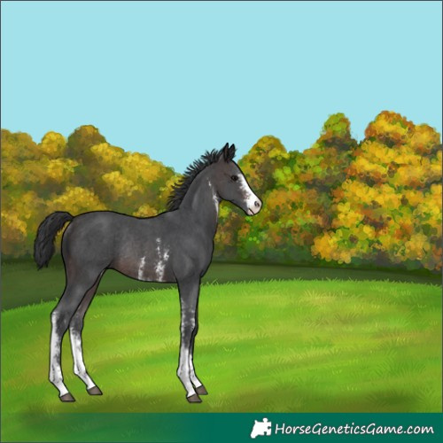 Horse Color:Brown Sabino Rabicano 