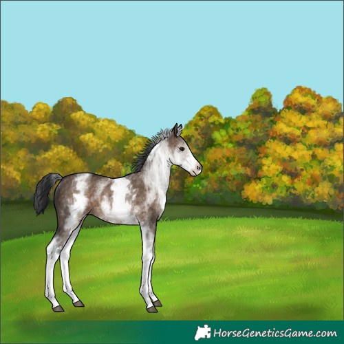 Horse Color:White Spotted Brown Dun Rabicano 