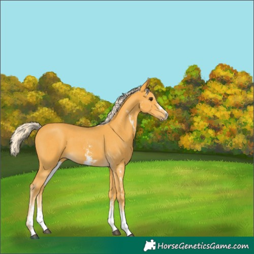 Horse Color:Palomino Sabino 