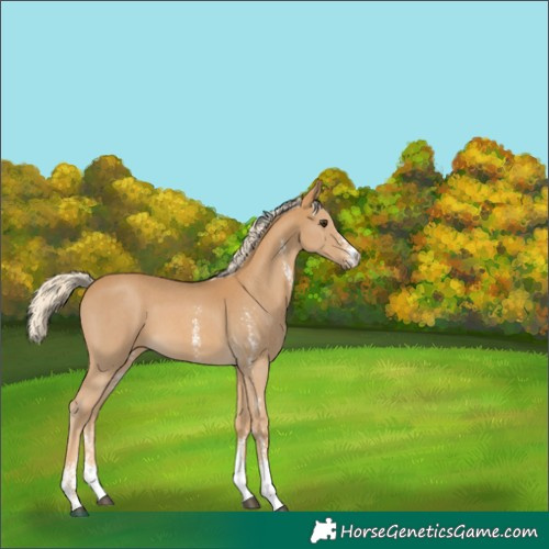 Horse Color:Palomino Sabino 