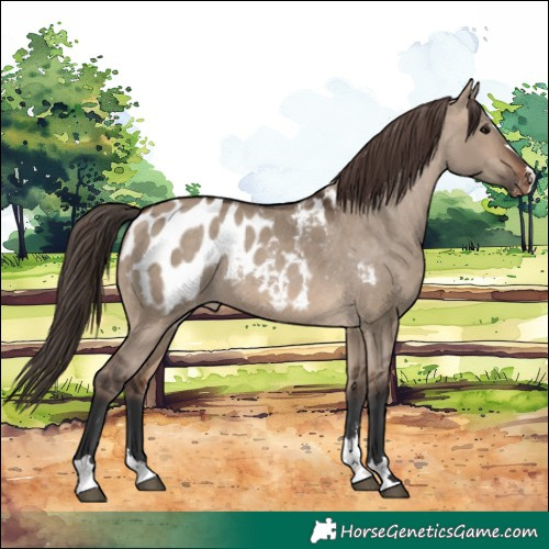 Horse Color:Brown Dun Blanket Rabicano