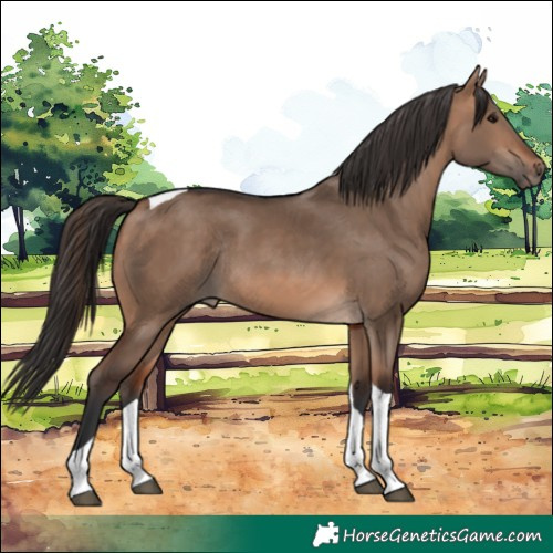 Horse Color:Bay Dun Tobiano Rabicano