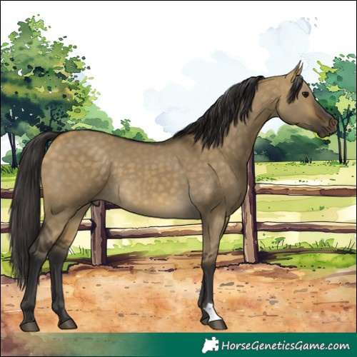 Horse Color:Buckskin Dun 