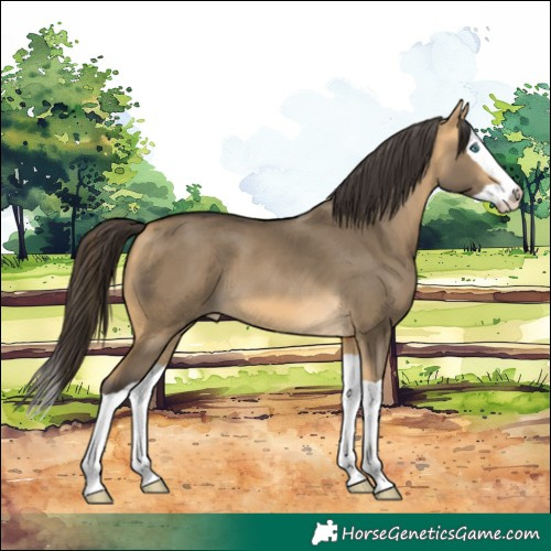 Horse Color:Buckskin Dun Splash