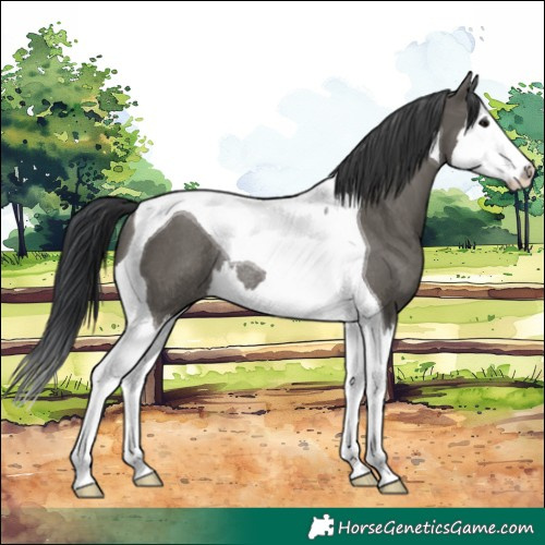 Horse Color:Grullo Splash Tobiano Rabicano 