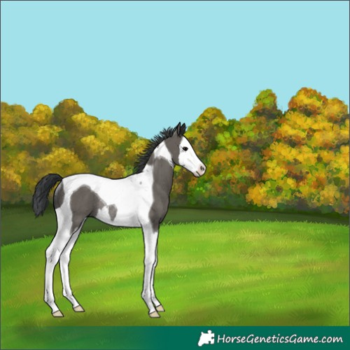 Horse Color:Grullo Splash Tobiano Rabicano 