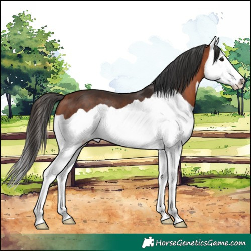 Horse Color:Bay Splash 