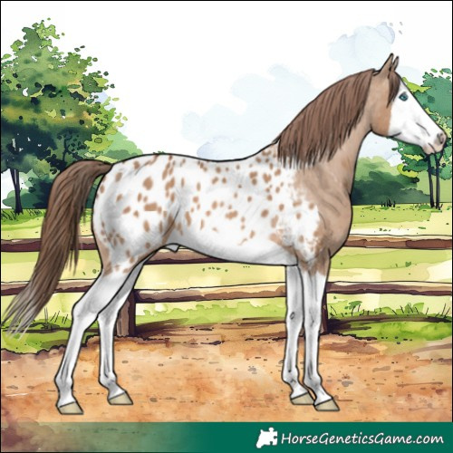 Horse Color:Bay Dun Splash Blanket