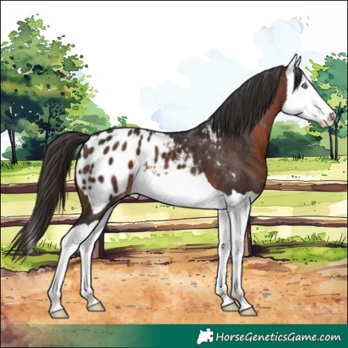 Horse Color:Brown Splash Blanket