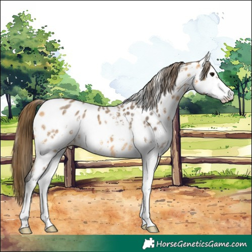 Horse Color:Buckskin Sabino Near Leopard
