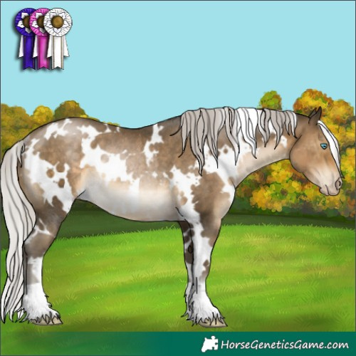 Horse Color:Gray White Spotted Silver Buckskin Pearl Rabicano 