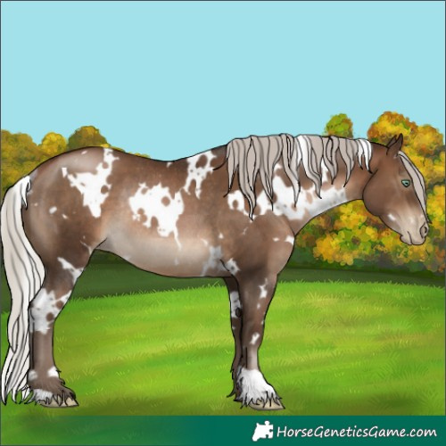 Horse Color:Gray White Spotted Silver Brown Pearl Rabicano