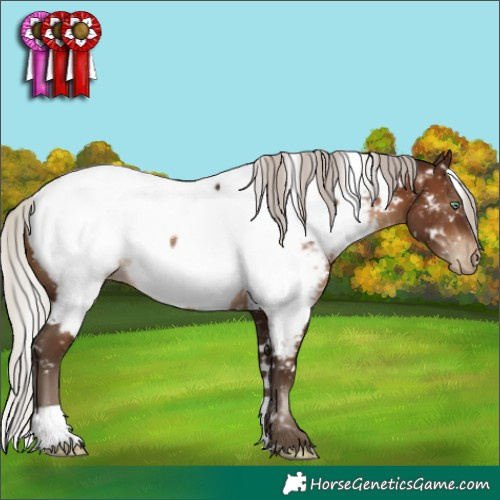 Horse Color:Gray White Spotted Silver Brown Pearl Appaloosa Rabicano