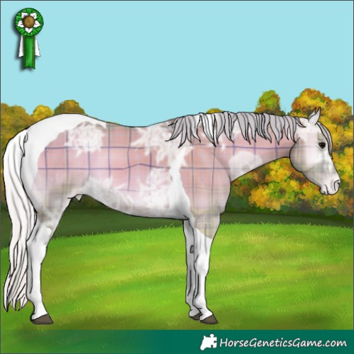 Horse Color:Watercolor Plaid  Silver Blue Onyx Ice Tobiano Appaloosa 