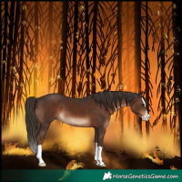 Horse Color:Liver Chestnut Splash 