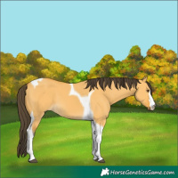 Horse Color:Buckskin Dun Tobiano
