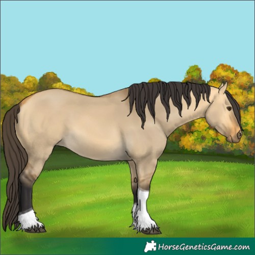 Horse Color:Buckskin Dun Tobiano