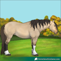 Horse Color:Buckskin Dun Tobiano