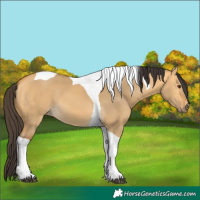 Horse Color:Buckskin Dun Tobiano 